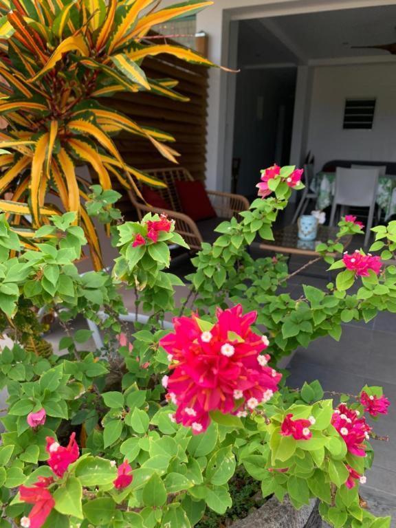 Le Tropical Appartement 1 Ou 2 Chambres Les Anses-d'Arlet Zewnętrze zdjęcie